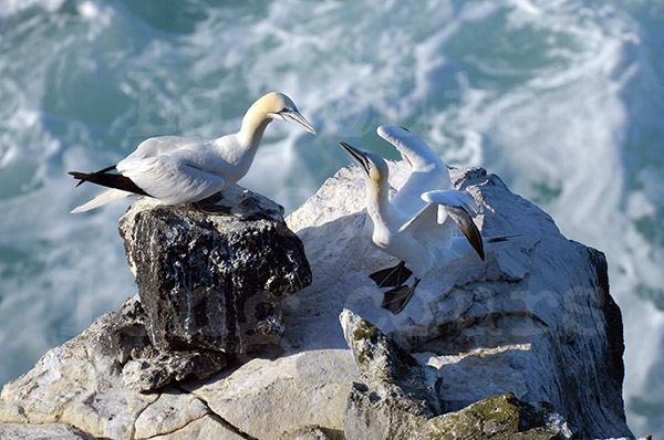 islande péninsule de langanes oiseaux marins colonie fous de bassan couple