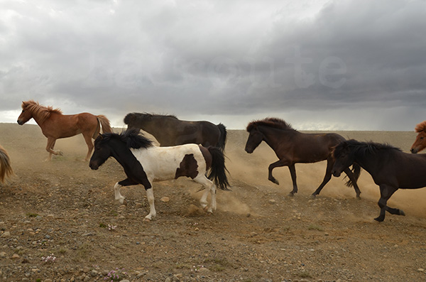 islande route f35 chevaux islandais troupeau trot