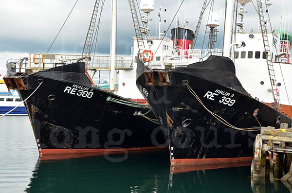 islande reykjavik port de pêche pêche à la baleine baleiniers compagnie hvalur