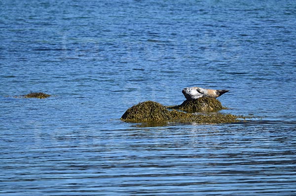 islande fjord ouest hvitanes animaux mammifère phoque océan rocher