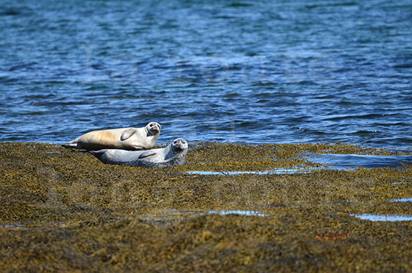 islande fjord ouest hvitanes animaux mammifère phoque océan rocher