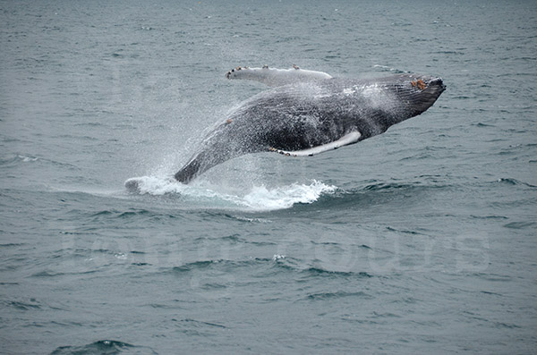 islande husavik observation des baleines cétacés baleine humpback saut saute