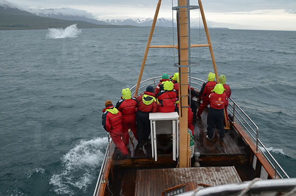 islande husavik observation des baleines cétacés baleine humpback