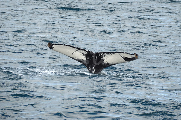 islande husavik observation des baleines cétacés baleine humpback nageoire arrière queue