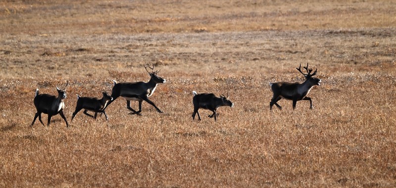 caribous