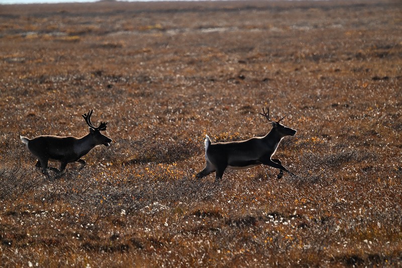 caribous