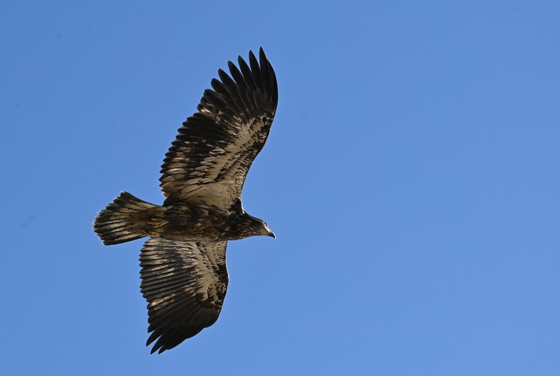 aigle