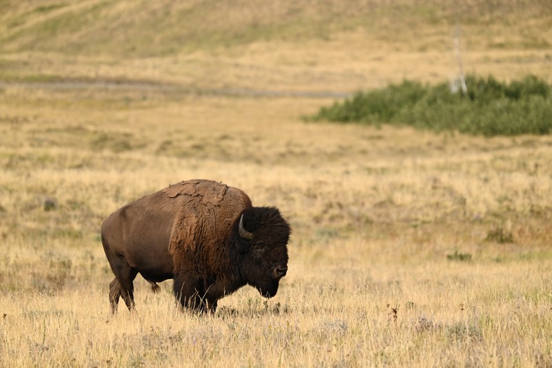 bison