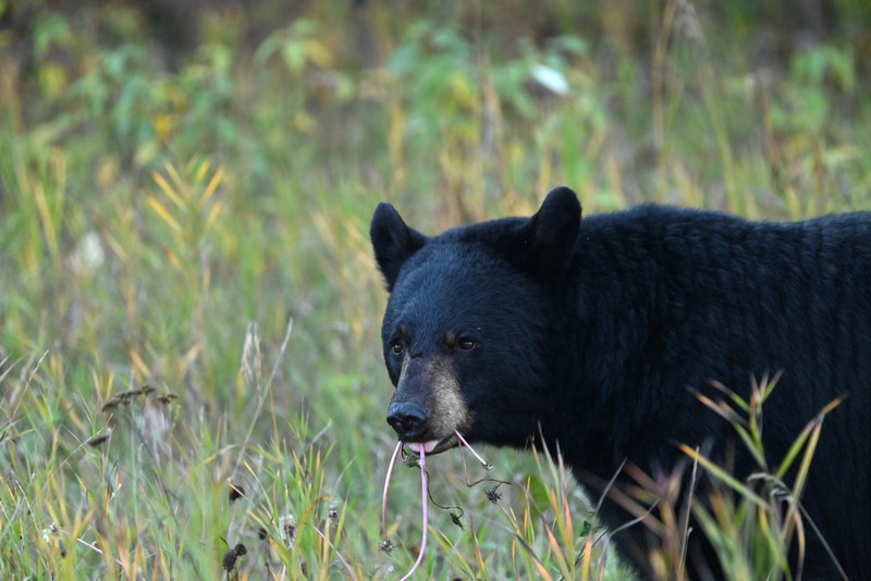 ours noir