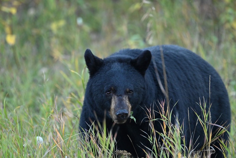 ours noir