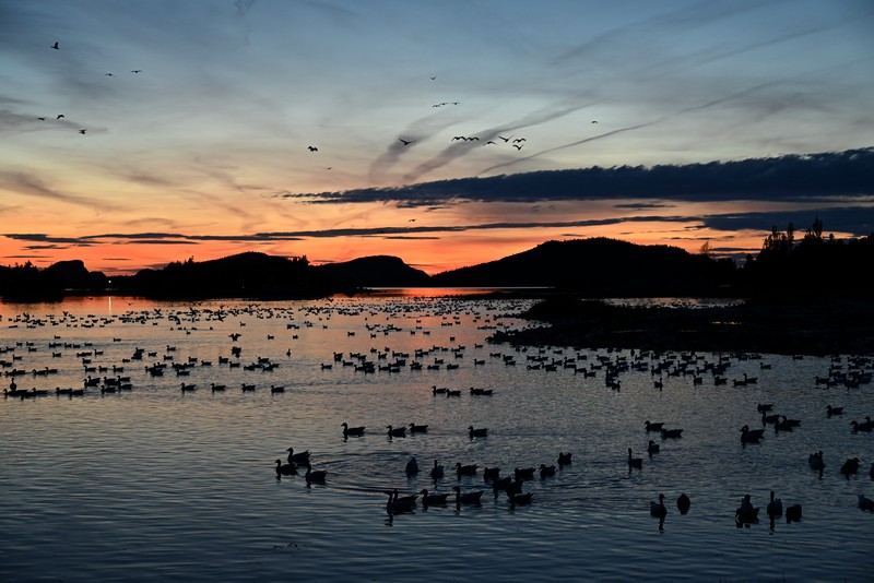 migration des oies