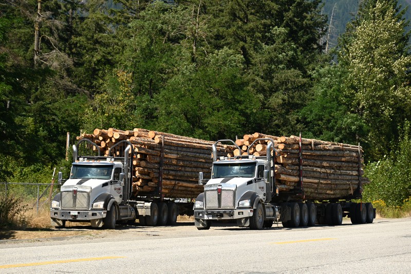 industrie forestire