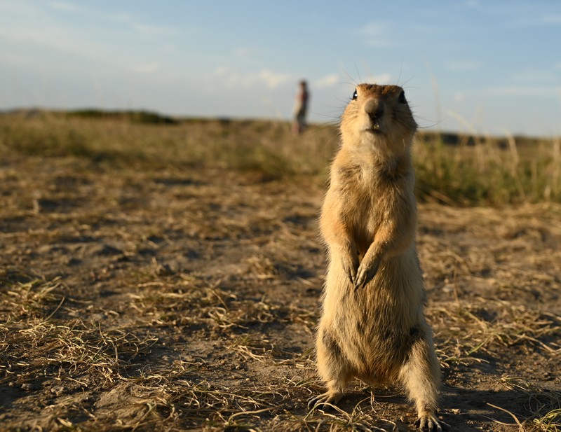 chien de prairie