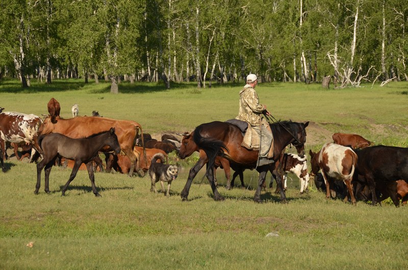 russie par la route sibérie chevaux bovins cow boy gardien de troupeau