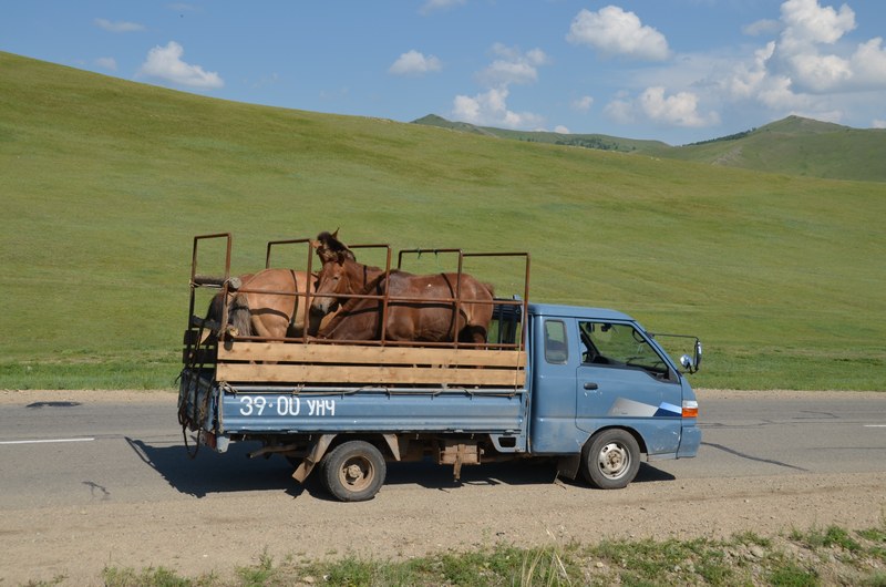 russie mongolie par la route steppe chevaux camion