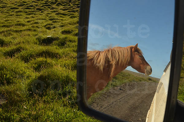islande péninsule de langanes cheval voiture rétroviseur