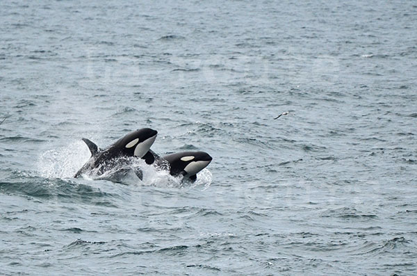 islande péninsule de snaefell cap ondverdarnes orques cétacés attaque