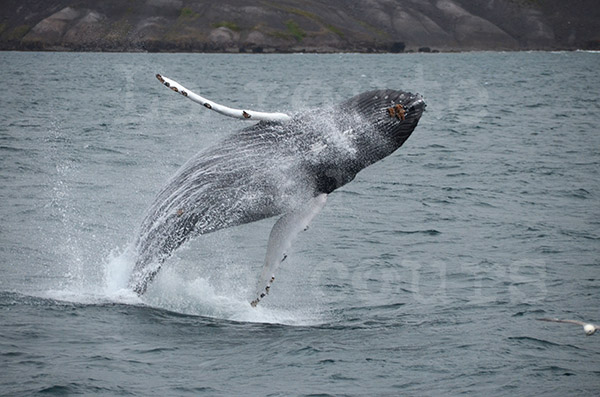 islande husavik observation des baleines cétacés baleine humpback saut saute
