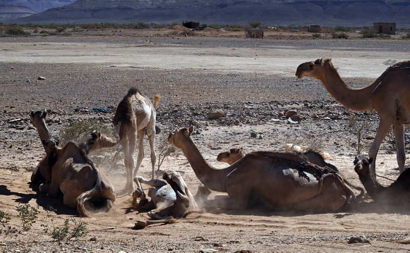 dromadaires mauritanie