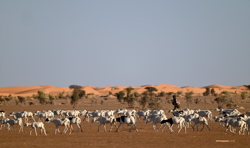 troupeau mauritanie