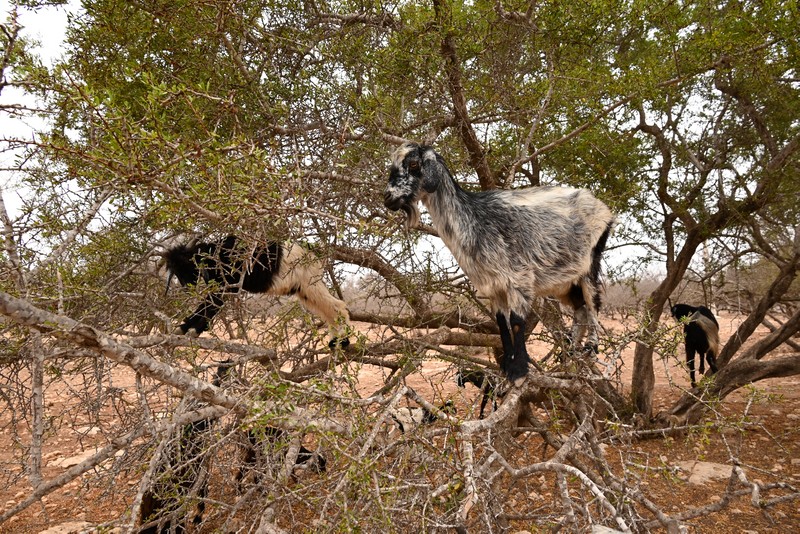 chvres dans les arganiers