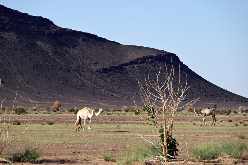 mauritanie