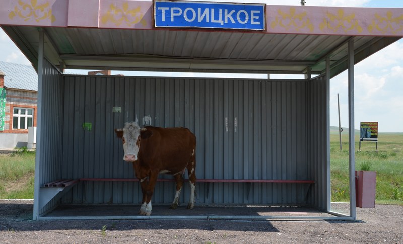 russie par la route sibérie vache arrêt de bus cyrillique