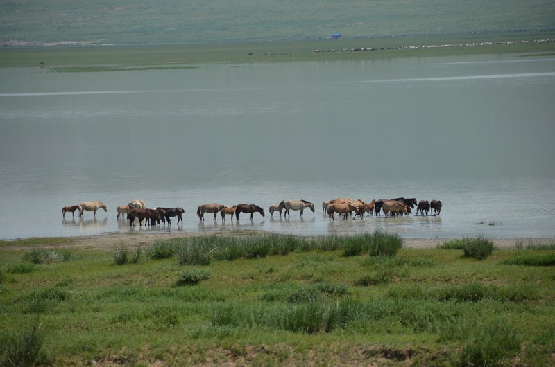 russie mongolie par la route lac chevaux troupeau steppe