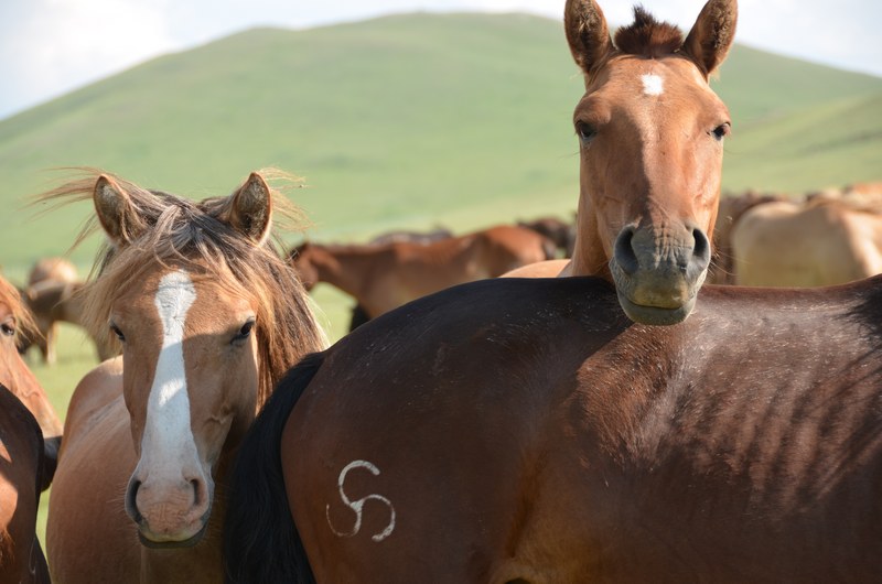 russie mongolie par la route steppe chevaux troupeau