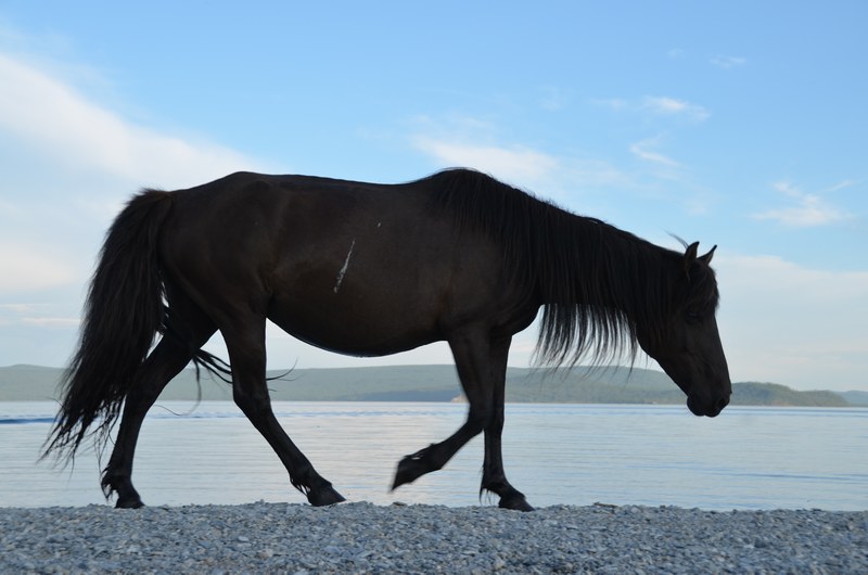 russie mongolie par la route lac khovsgol cheval