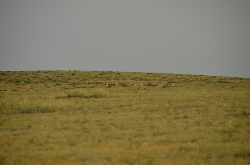 russie mongolie par la route steppe désert animaux gazelle