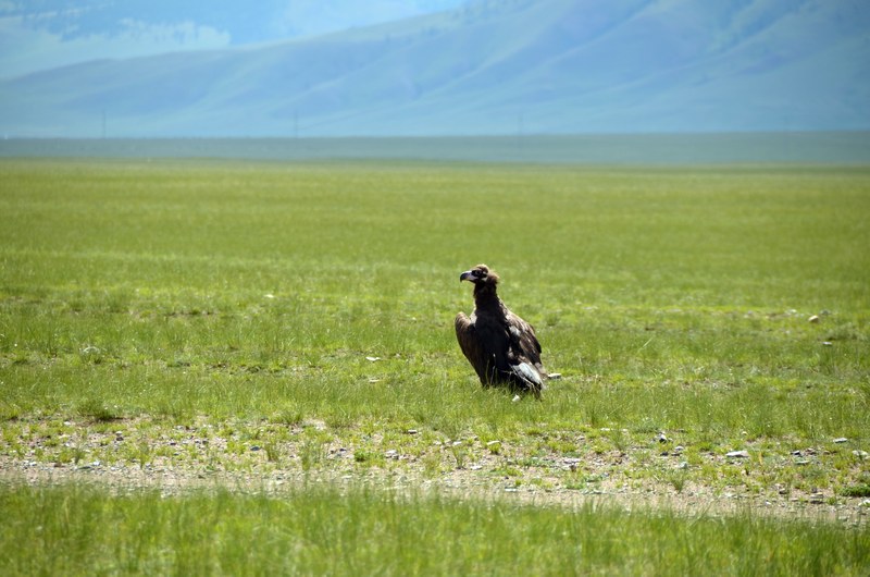 russie mongolie par la route steppe animaux oiseaux rapace