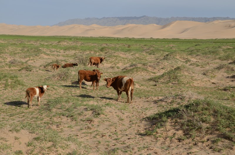 russie mongolie par la route desert gobi dunes khonogoryn els montagne vaches